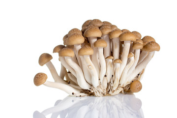 Musroom isolated on white background.