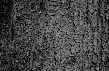 the textured wood bark tree abstract background. The natural structure from wood bark material wallpaper in black and white vintage tone style.