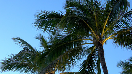 Obraz na płótnie Canvas Palm trees in the evening at a romantic bay