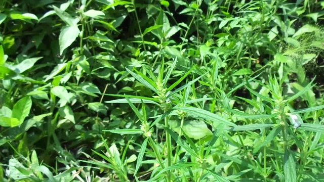Borreria sp. This plant includes weeds and is easily found in fields, such as fields in Indonesia. This plant has white flowers. Beetles love this plant.