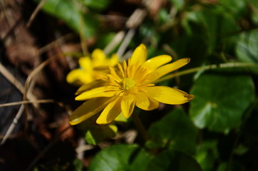 Close up of yellow flower, lesser celandine or ranunculus ficaria