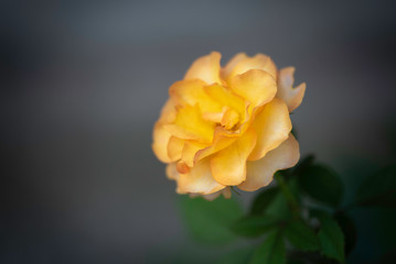 Yellow rose on dark background, rose in darkness