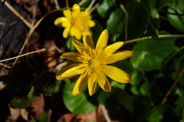 Close up of yellow flower, lesser celandine or ranunculus ficaria