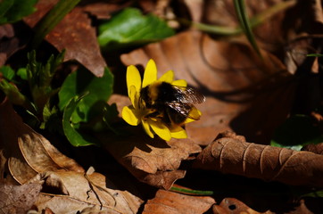 Close up of yellow flower, lesser celandine or ranunculus ficaria