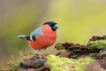 Eurasian bullfinch sits on the ground. Male bullfinch in the nature habitat. Pyrrhula pyrrhula . Willdife scene from nature