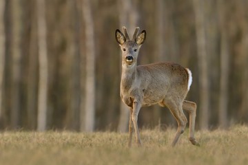 wildlife scene from spring nature. Roebuck  standing on meadow. Deer in the nature habitat. Capreolus capreolus.