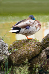 Duck standing on one leg on a rock near the water