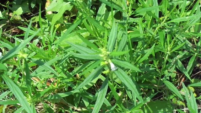 Borreria sp. This plant includes weeds and is easily found in fields, such as fields in Indonesia. This plant has white flowers. Beetles love this plant.
