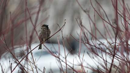 A lone sparrow sits on a tree branch against blurred background
