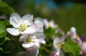 Fototapeta na wymiar Beautiful branch flowers of an apple tree blooms in the sun on a spring day , close up, macro 