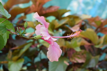 Pink and yellow leaves