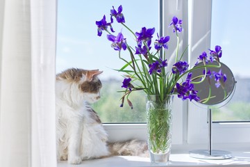 Tricolor cat sitting on a windowsill with a vase and bouquets of blue purple irises © Valerii Honcharuk