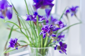 Close up of beautiful blue purple irises in a vase on the window