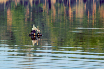 toy wooden boat in the lake. Boat made of bark and leaves
