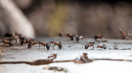 big red forest ant in natural habitat