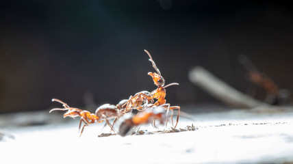 big red forest ant in natural habitat