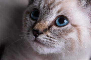 Close-up portrait of a beautiful striped grey kitten and blue eyes