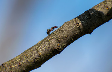An ant on the branch of a tree. In the background the blue sky