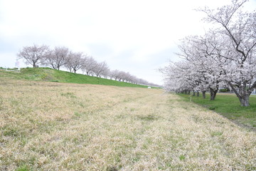 桜