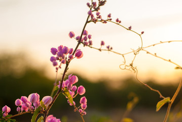 A bouquet flowers Chain of Love