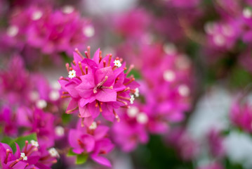 Fototapeta na wymiar Close up pink bougainvillea bouquet flower