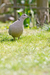 Eurasian collared dove (Streptopelia decaocto) on the garden lawn during a sunny day