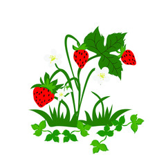 Strawberry Bush with red berries, white flowers and green leaves