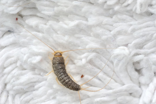 Silverfish most likely Ctenolepisma longicaudata or Lepisma saccharina an insect from the Lepismatidae family with long Terminalfilum and Cerci on a white floor mat