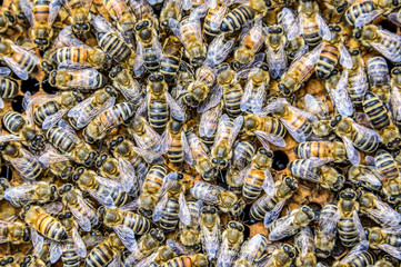 Honey bee beehive Wax Frame with hundrets of bees working