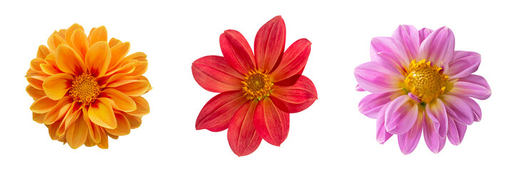 Set of isolated flowers on a white background. Dahlias