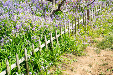 Flowers are booming in spring 2020, China. They go over the territory set by fences. 