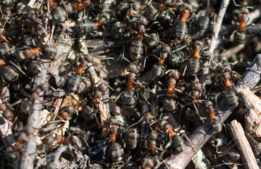 Lots of ants. Ant-hill. Concept- agglomeration