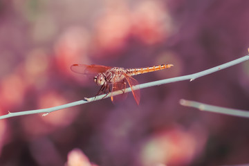 dragonfly outdoor on wet morning,selective focus on subject