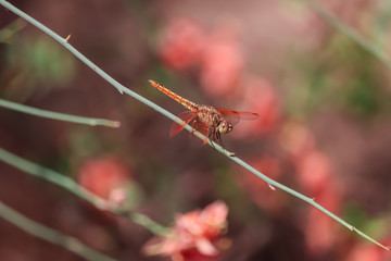 Dragonfly in the nature. Dragonfly in the nature habitat. Beautiful vintage nature scene with dragonfly outdoor..focus on subject