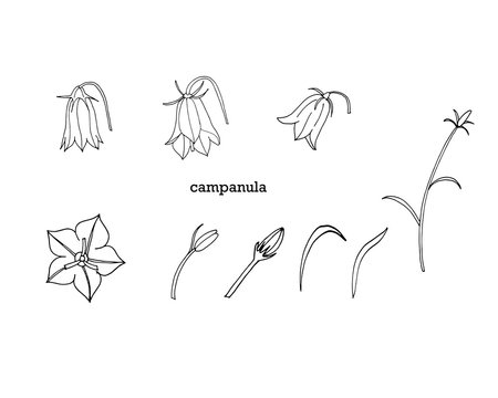 Vector set with outline campanula or bellflower or bluebell flower bunch, leaves and bud in black isolated on white background.