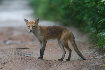 Naklejka na ściany i meble Young wild red fox. An exhausted fox stands on a dirt forest road and begs for food.