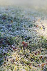 Frosted grass and leaves in the morning.