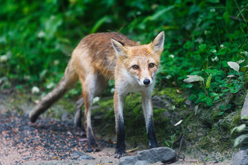 Naklejka na ściany i meble Young wild red fox. An exhausted fox stands on a dirt forest road and begs for food.