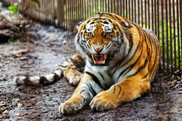 Amur tiger in captivity. The mature growling Amur tiger lies at the high strong metal rods of a large cage.
