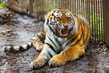 Amur tiger in captivity. The mature growling Amur tiger lies at the high strong metal rods of a large cage.