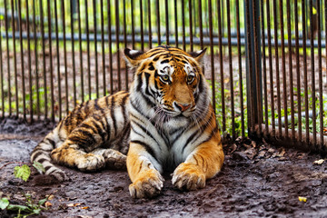 Amur tiger in captivity. The mature growling Amur tiger lies at the high strong metal rods of a large cage.