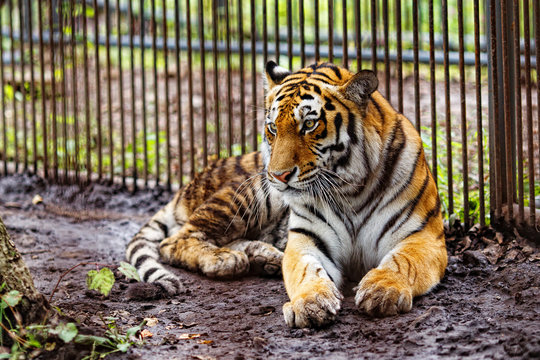 Amur tiger in captivity. The mature growling Amur tiger lies at the high strong metal rods of a large cage.