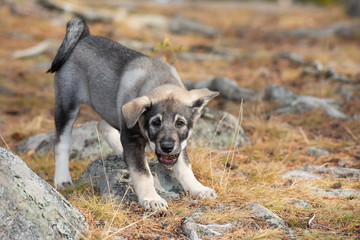 Swedish Elkhound puppy is chewing a pine cone