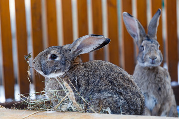 A beautiful fluffy rabbit is sitting in a cage.