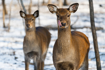 Naklejka na ściany i meble Beautiful red deer is looking at the camera. Wild deer in the winter forest.