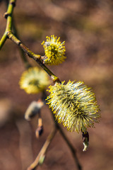 Close up at Willow buds