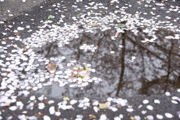 水たまり