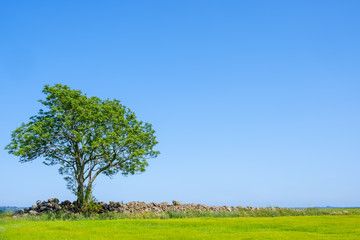 Fototapeta na wymiar Single tree in a rural landscape
