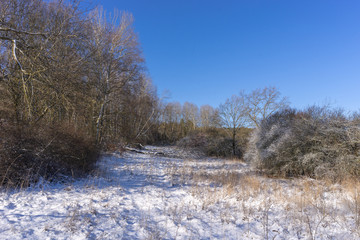 Verschneider Wald  im März