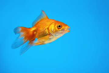 
Goldfish swims in an aquarium on a blue background.